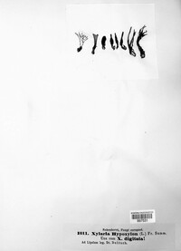 Xylaria hypoxylon image